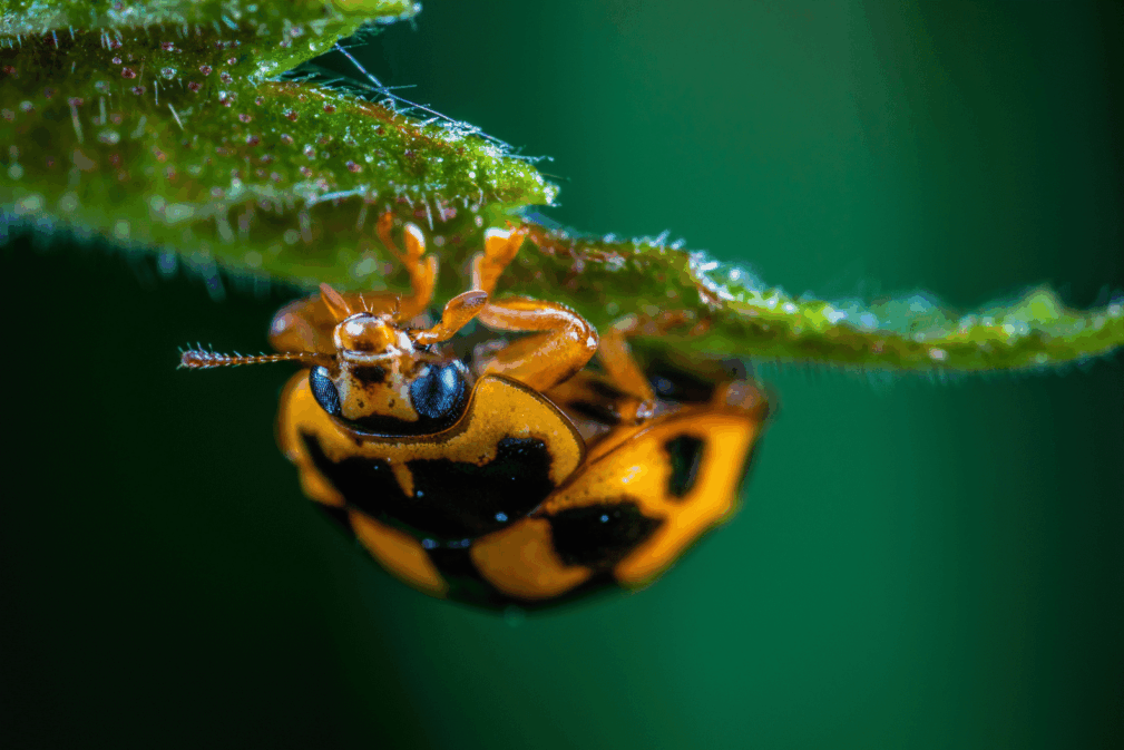 Senioren für Senioren – Die Welt der Insekten